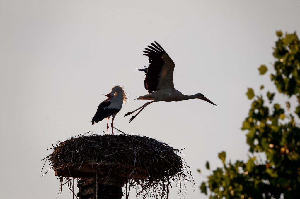 Comment les oiseaux font-ils leurs nids ?