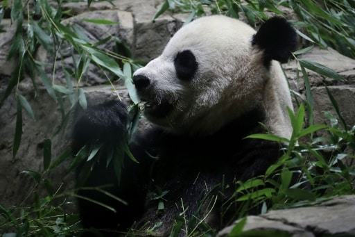 Naissance D Un Bebe Panda Au Zoo De Washington Goodplanet Mag