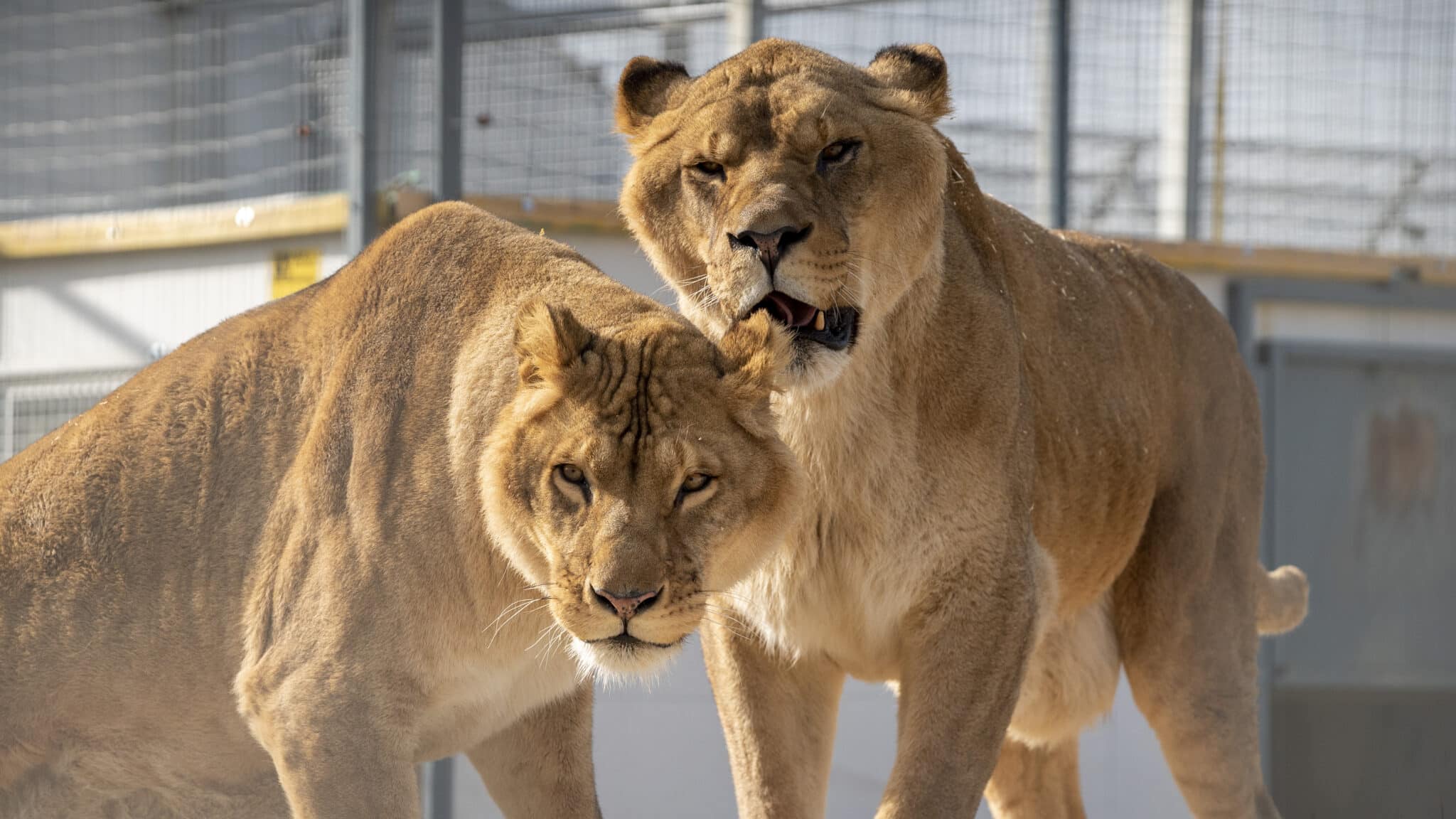 La Taniere Un Zoo Refuge Pour Des Centaines D Animaux Secourus Et Installes Pres De Chartres Goodplanet Mag