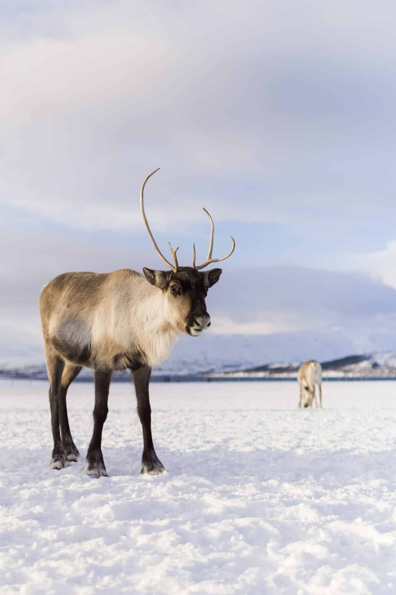 La véritable histoire des rennes de Noël - GoodPlanet mag'