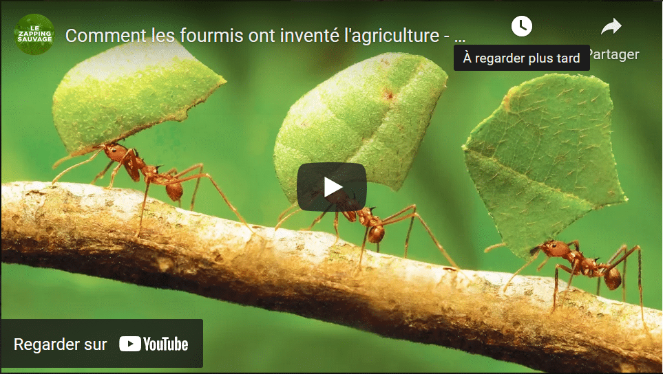 Les fourmis coupe-feuille travaillent sans communiquer - Sciences et Avenir