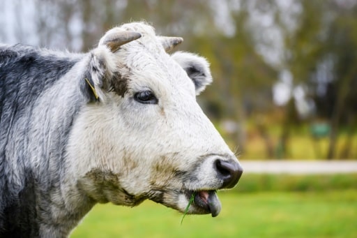 vache bleue Lettonie Riga extinction