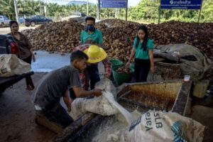 producteur de caoutchouc verse du latex naturel à travers une grille, Surat Thani, Thaïlande