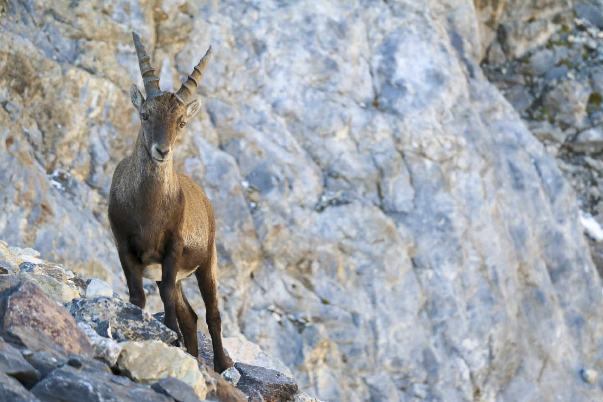 Parc animalier de Brienz – La découverte de la faune