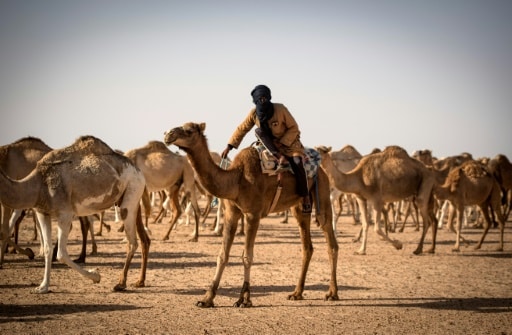 chameaux pâturage ONU