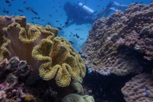 blanchissement coraux plongée