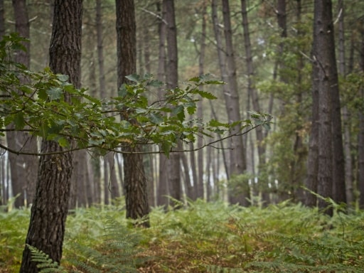 forêt française stockage carbone
