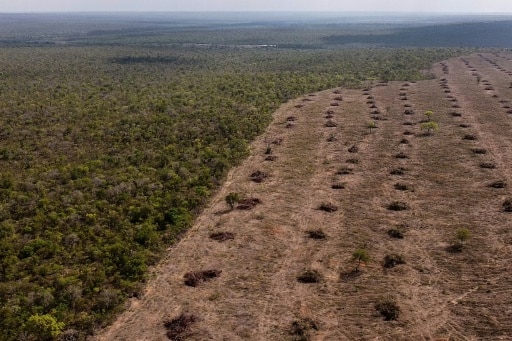 deforestation cerrado brésil