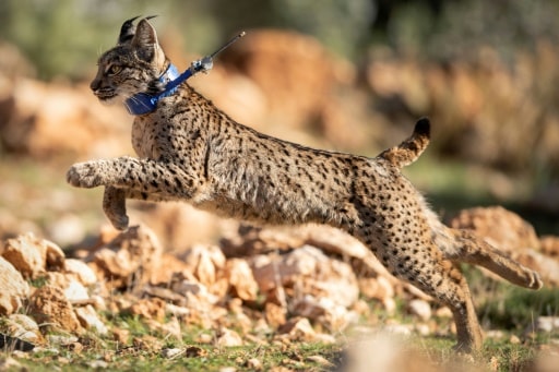 Lynx ibérique extinction