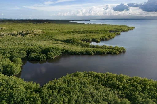 mangrove écosystèmes