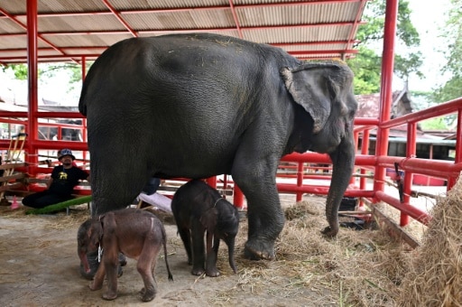 éléphants Thailande