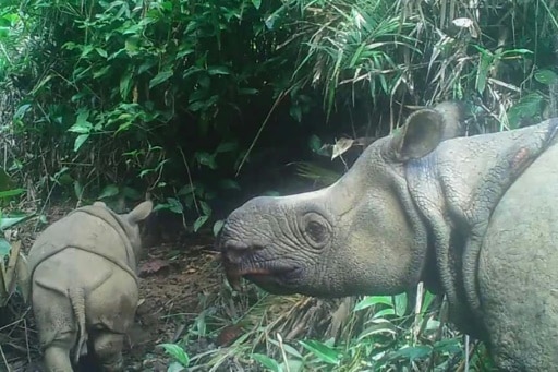 Indonésie rhinocéros de java menaces