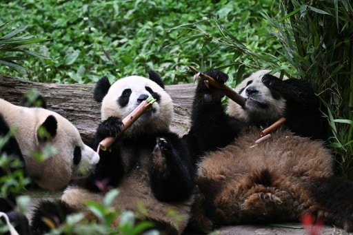 pandas chine retour