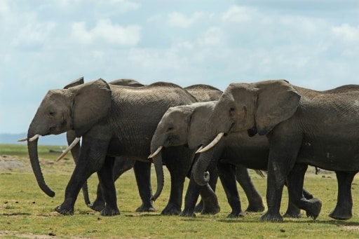 elephants se parler langage