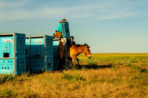 Kazakhstan, le retour des chevaux sauvages de Przewalski