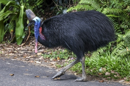 casoar à casque oiseau dinosaure australie