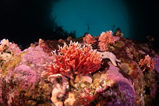 corail rouge patagonie