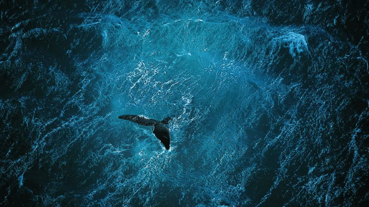océan baleine