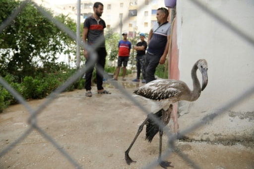 algerie flammants rose