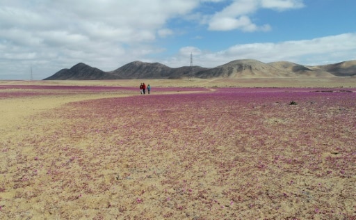 faire fleurir deseeerrt atacama pluie