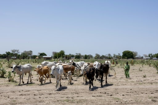tchad co flit femmes hommes agriculteurs