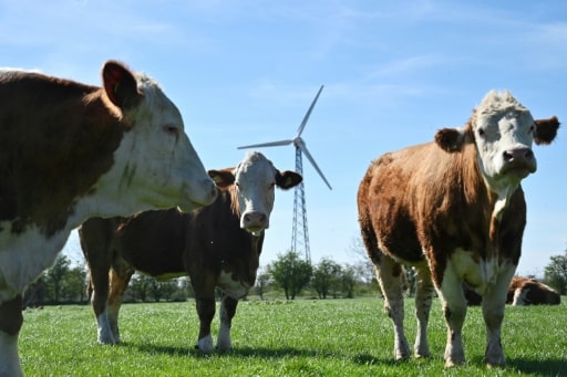 élevage vache