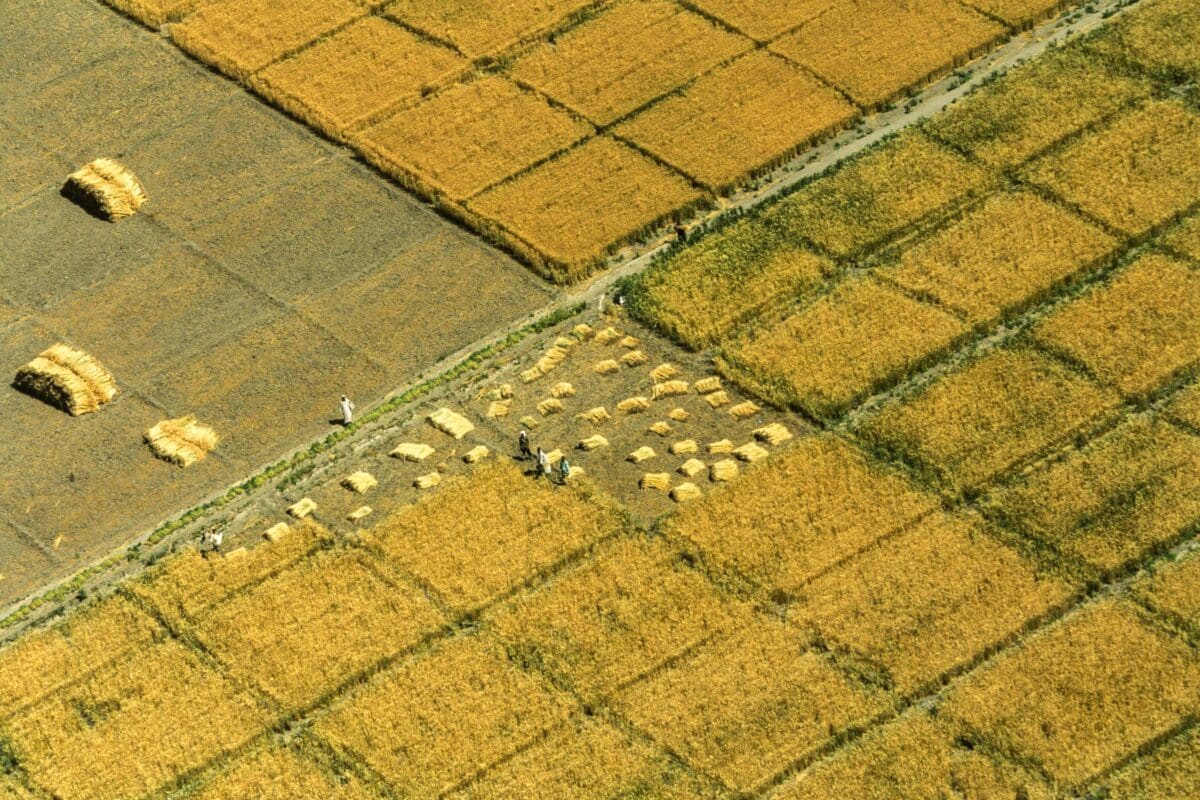 agriculture blé