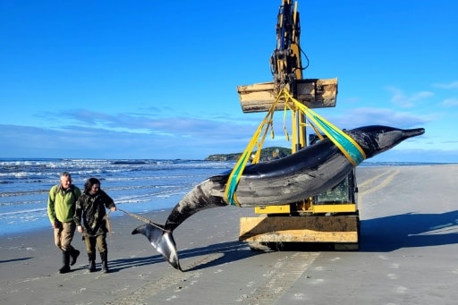 baleine a dents de beche baleine la plus rare au monde