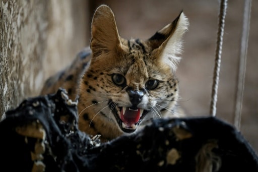 servals abandonnés refuges réseaux