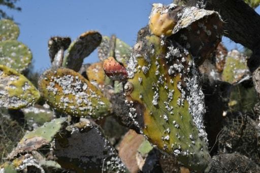 figues de barbarie