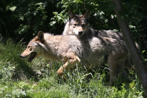 loups europe