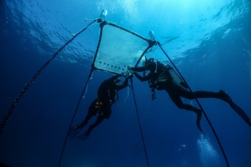 pépinière flottante corail chypre