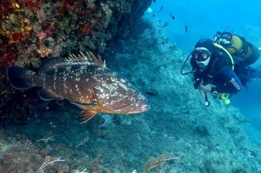 réserve marine de Banyuls