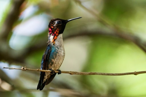 colibri