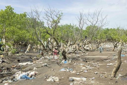 mangrove déchets