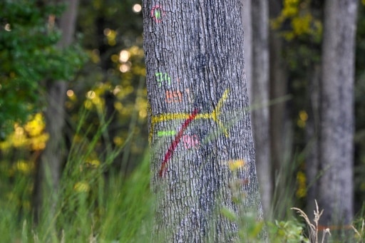 preserver les forêts forestiers