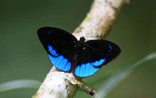 papillon pollen electricité