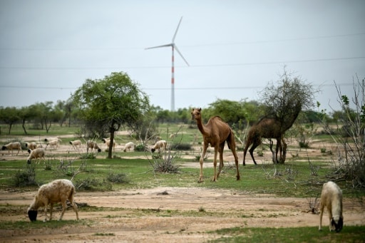 éolienne pâturage