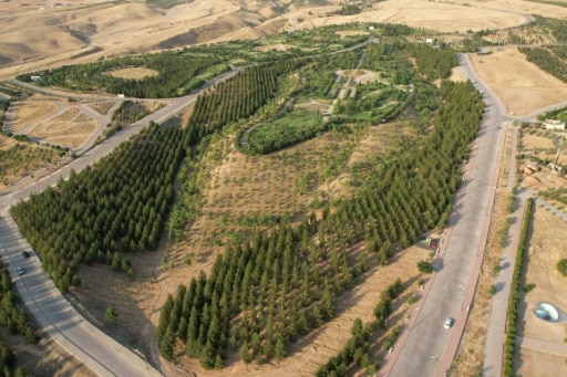 arbres vue aérienne