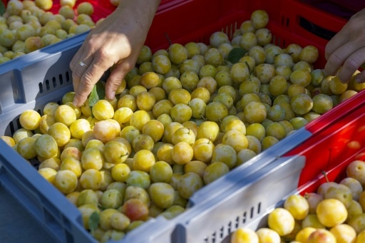 mirabelles prunes