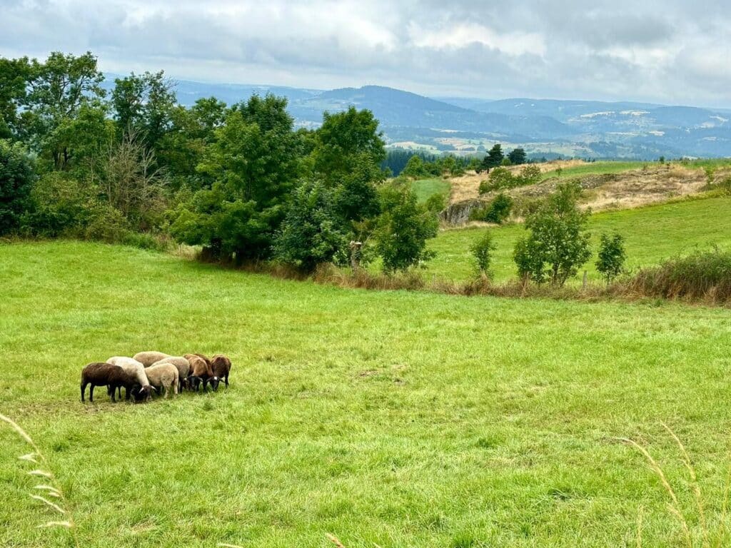 moutons auvergne massif central