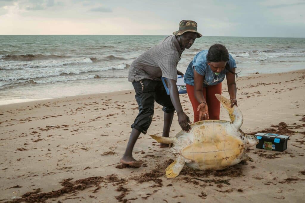 Tomas Diagne © African Chelonian Institute