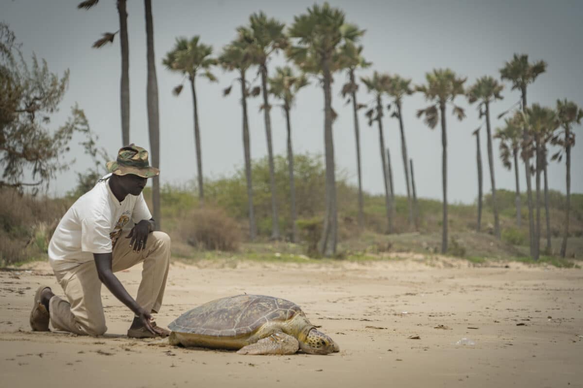 Tomas Diagne © African Chelonian Institute tortues senegal