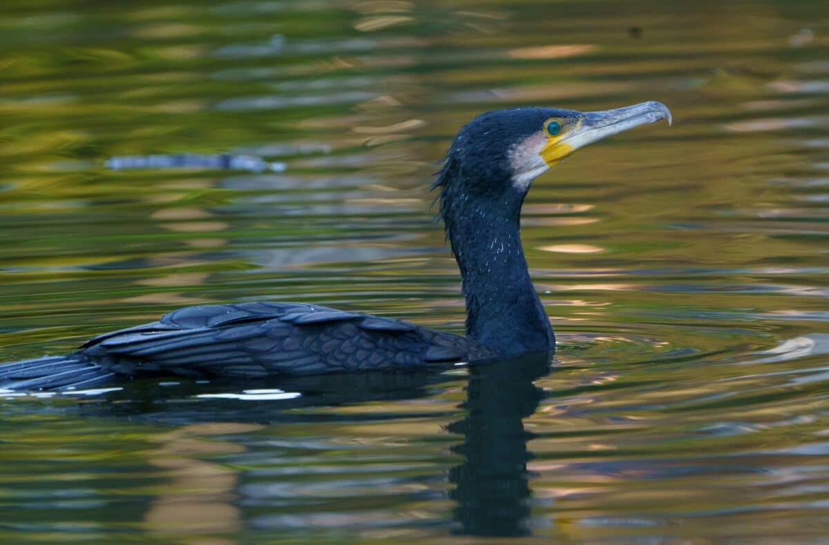 cormorans