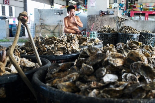 taiwan coquilles huitre