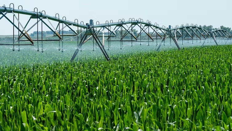 irrigation cultures