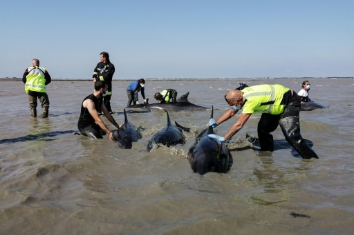 ile de ré dauphins