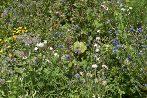 planter fleurs jardin biodiversité