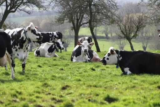 vaches france paradoxe brouter methane