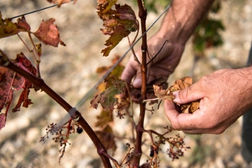 Vendanges catastrophiques dans l'Aude